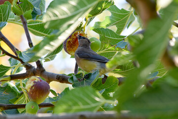 Sticker - Waxwing Eating Yellow Fig 07