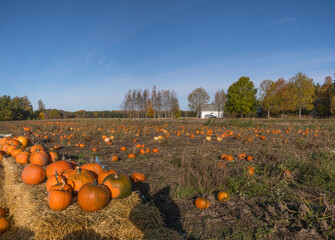 an outdoor pumpkins self pic field and stand a sunny autumn day in stockholm