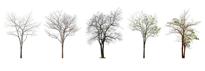 Collection Tree without leaves Black trunk and branches. (autumn). total 5 trees.