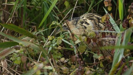 Wall Mural - a rare hunting bittern, botaurus stellaris, searching for food in a reedbed at the edge of a lake.
