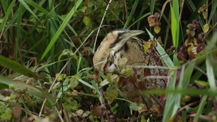 Wall Mural - a rare hunting bittern, botaurus stellaris, searching for food in a reedbed at the edge of a lake.