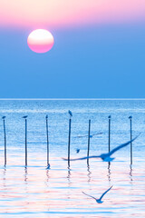 Wall Mural - Seagulls flying at Bang Pu sea