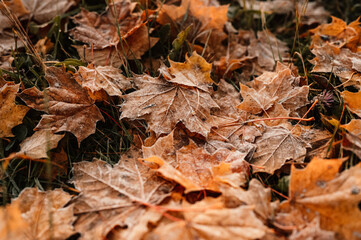 frozen autumn yellow and red leaves on the ground. colorful foliage in the park. falling leaves. aut