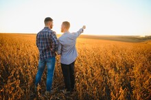 Two Farmers Standing In A Field Examining Soybean Crop Before Harvesting.