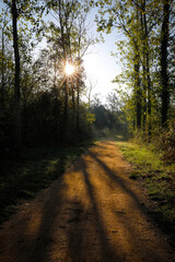 Wall Mural - Pista forestal (camino carretera) en un bosque al amanecer con el sol entre los árboles