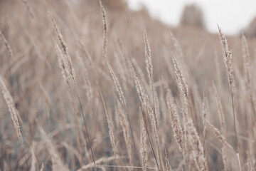 Wall Mural - Pampas grass in autumn. Natural background. Dry beige reed. Pastel neutral colors and earth tones. Banner. Selective focus.