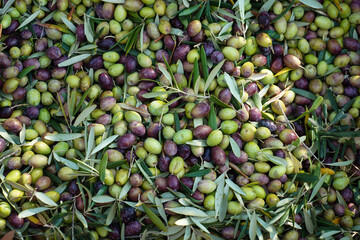 Wall Mural - Olive harvest season, green and black fresh olives ready for olive oil extraction. Freshly harvested olives background.