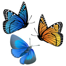 A Set Of Butterflies Of Different Colors, Blue, Orange, On A White Background