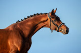 horses