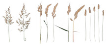 Corn (pressed) - High Resolution Isolated PNG