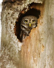 eurasian pygmy owl (glaucidium passerinum) peeking from the tree hole.