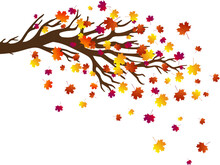 Autumn Illustration With Maple Tree And Falling Leaves Isolated On A Transparent Background. Good For Greeting Cards, Posters, Flyers.