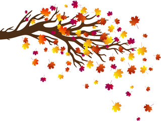autumn illustration with maple tree and falling leaves isolated on a transparent background. good fo