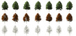 isolated aspen tree collection on summer autumn and winter