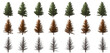 isolated big tree collection on summer autumn and winter