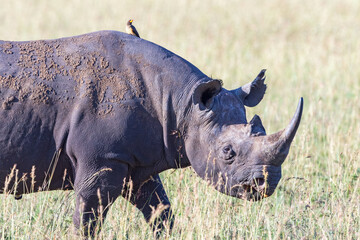 Poster - Black rhino walking on the savanna with a  oxpecker on the back