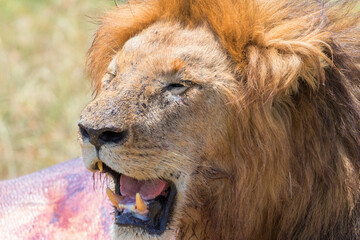 Sticker - Male lion showing his fangs