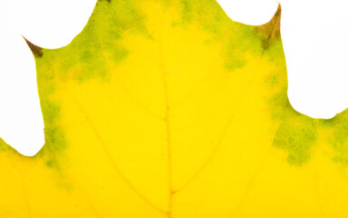 Poster - Texture of autumn maple leaf