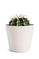 Wall Mural - Potted cactus isolated