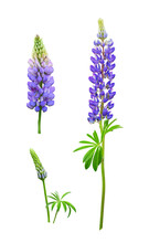 Set Of Purple Flowers Of Lupinus Polyphyllus Isolated