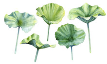 Watercolor Lotus Leaves Set Isolated On A White Background.