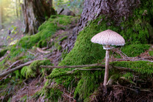 Single Macrolepiota Procera, The Parasol Mushroom Grow In The Forest By Mossy Tree Trunk.