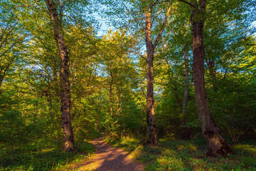  Path in the green dense sunny forest