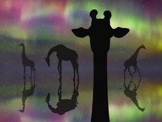 Sticker - Giraffe family. Funny animal head silhouette. Colorful polar lights