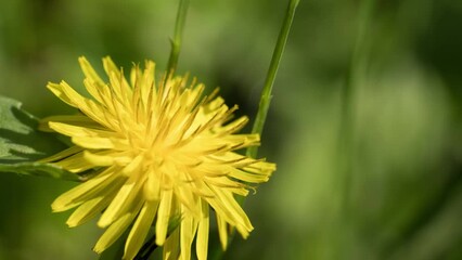 Wall Mural - Time lapse of blooming dandelion flower