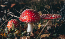 Red Poisonous Mushrooms Fly Agaric In The Forest. Amanita Muscaria. Close-up. Selective Focus.