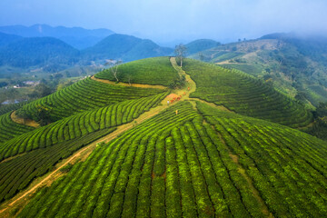 Wall Mural - LANDSCAPE TEA PLANTATION OF LONG COC IN PHU THO, VIETNAM WITH BLUR FOREGROUND.