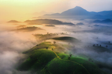 Sticker - LANDSCAPE TEA PLANTATION OF LONG COC IN PHU THO, VIETNAM WITH BLUR FOREGROUND.