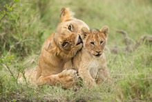 African Lion, (Panthera Leo), Female With Cub, Masai Mara, Kenya, Africa,