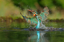 Kingfisher, (Alcedo Atthis), Diving For Fish, UK
