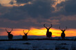 © NaturePL - Red deer, (Cervus elaphus), stags silhouetted at sunset in winter, Scotland, UK. February