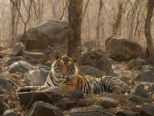 Bengal Tiger (Panthera Tigris) Sub-adult Male Aged Three Years, Lying Amongst Rocks In Forest. Ranthambhore National Park, India. 
