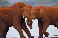African Bush Elephant, (Loxodonta Africana), Two Playing, Zimanga Private Nature Reserve, KwaZulu Natal, South Africa

