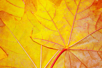 Wall Mural - autumn landscape with bright colorful foliage. Indian summer.