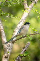 Wall Mural - Close-up of a sitting, beautiful azure winged magpie