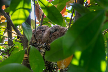 Wall Mural - Close-up of a nestling of a common blackbird during spring time