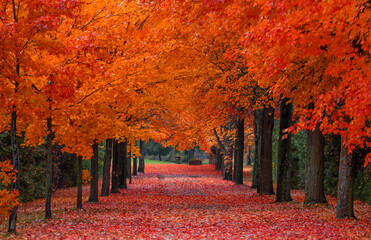 Red maple tree lined driveway in autumn near Renfrew, Ontario, Canada