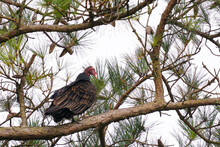 Cathartes Aura And Turkey Vulture 