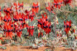 © Austockphoto - Sturt's desert pea flowering in the wild