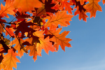 Wall Mural - Autumn leaves. Colorful foliage in the park. Fall season concept. maple leaves with blurry blue background.