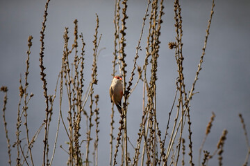 Canvas Print - Beautiful common waxbill in the nature