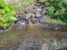 River In The Forest