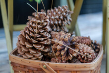 Large Pine Cones In A Basket, Autumn Still Life. High-quality Photo
