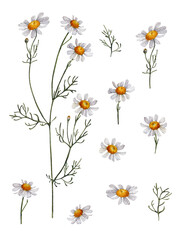 Watercolor chamomile, hand-painted botanical illustration of flowers for beautiful, rustic, romantic projects, floral packaging, invitations, menus, stationery, apparel and clothing