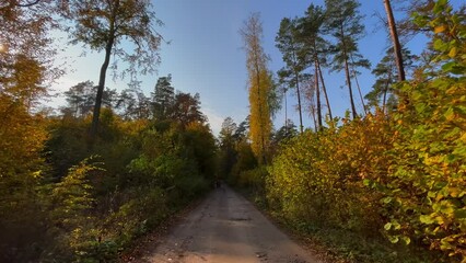 Poster - Beautiful autumnal day in forest. Colorful trees.