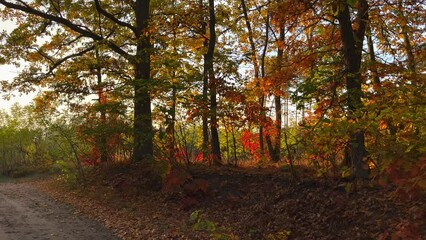 Wall Mural - Beautiful autumnal landscape. Polish golden autumn.